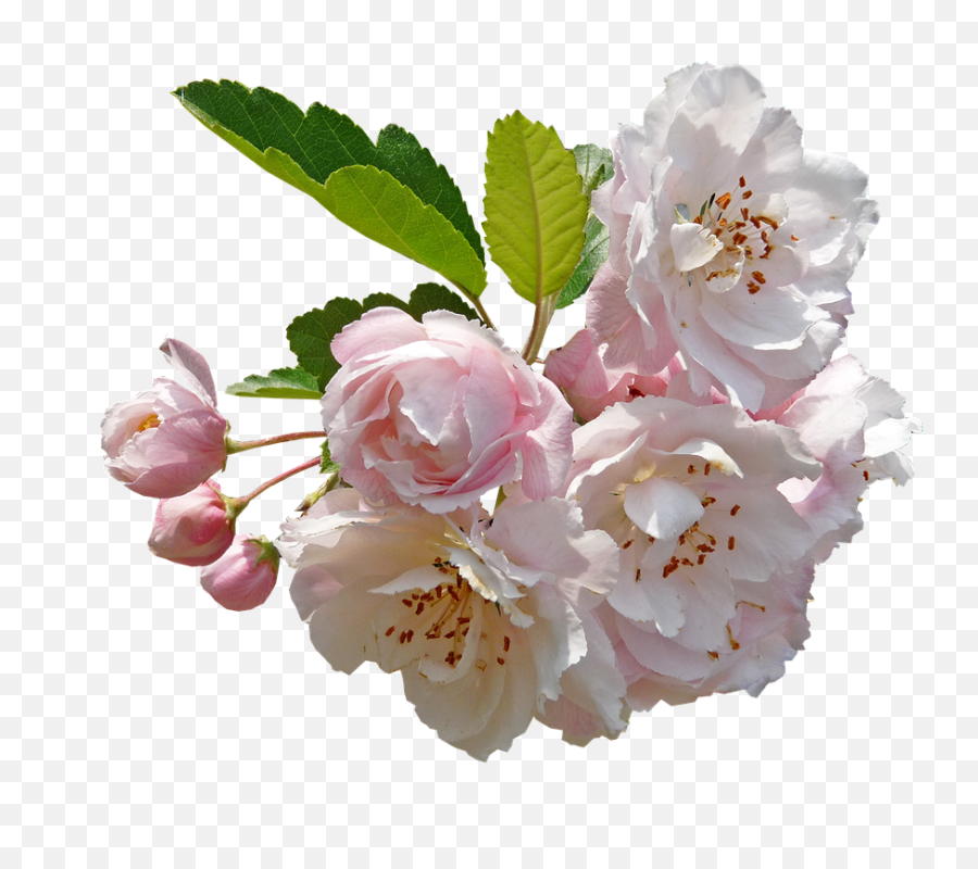 Blossom Crab Apple - Free Photo On Pixabay Apple Blossom Flower Png,Blossom Png