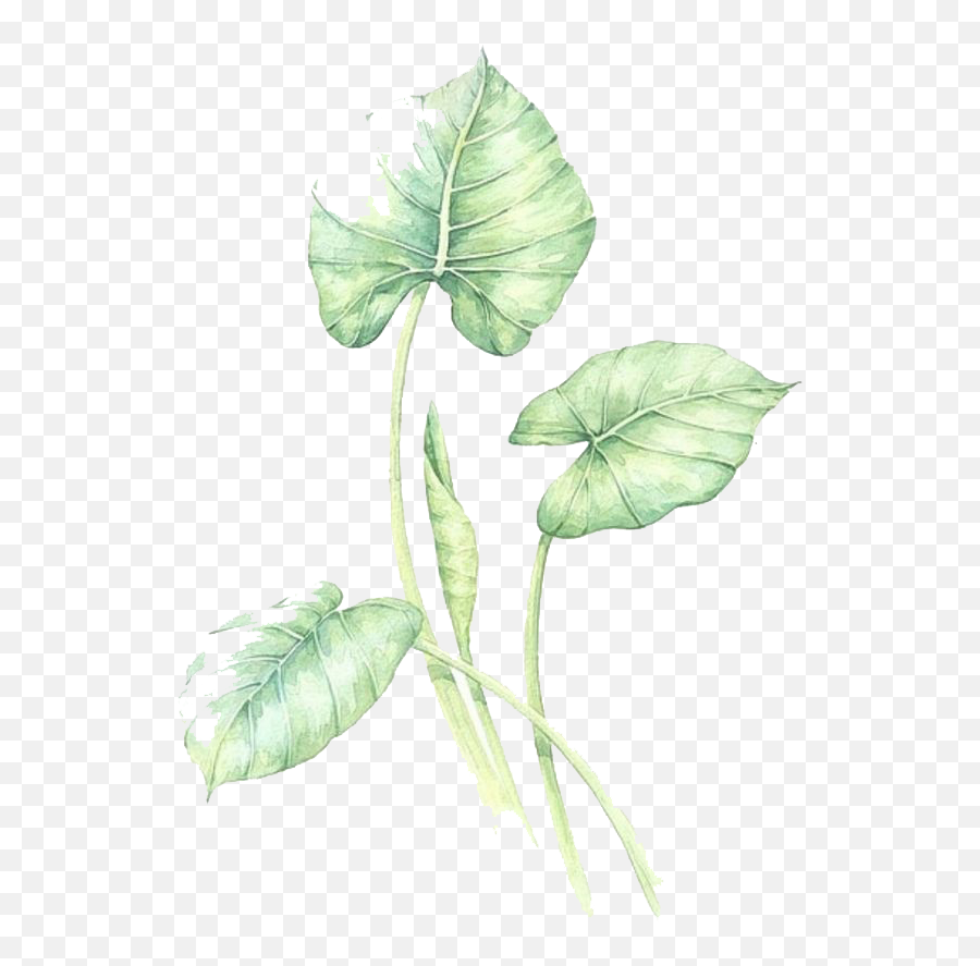 Watercolor Leaves Green Free Png Hq - Anthurium,Watercolor Leaves Png