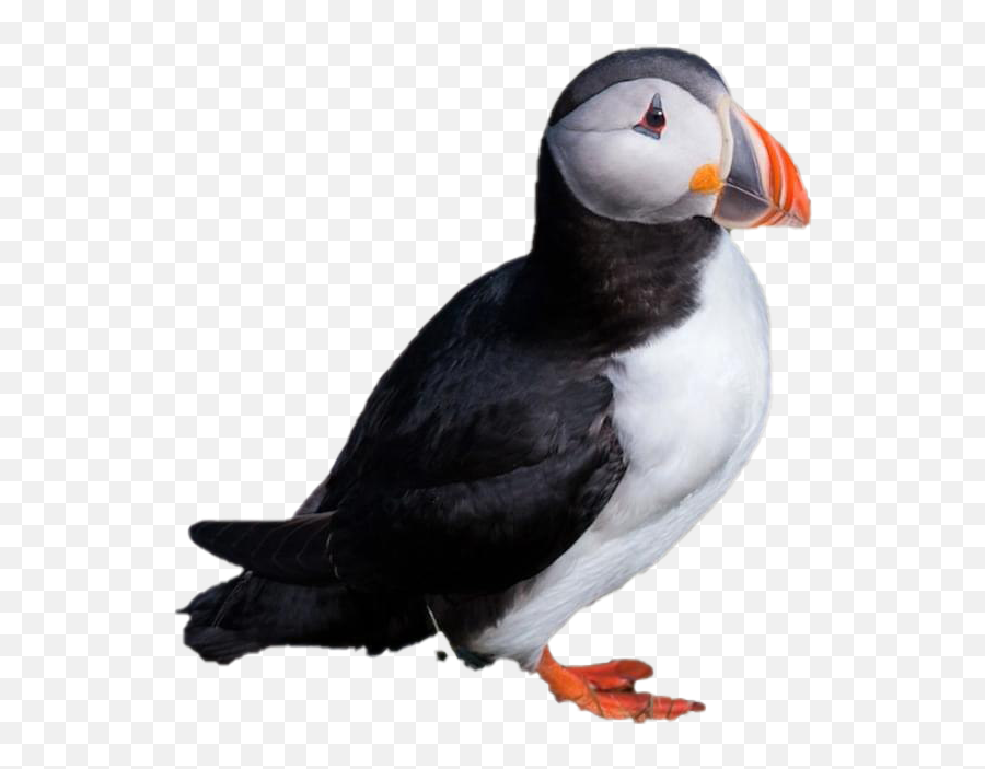 Single Puffin Png Clipart - Puffin Clipart Png,Puffin Png