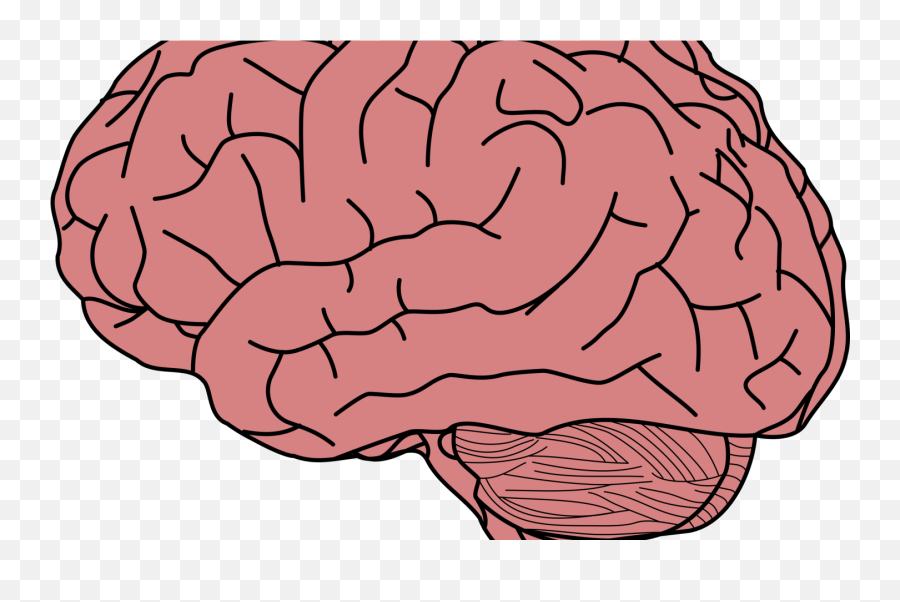 Transparent Background Brain Clipart - Cartoon Brain Clipart Transparent Background Png,Brain Clipart Transparent Background
