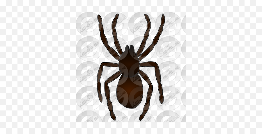Spider Picture For Classroom Therapy Use - Great Spider Human Body Louse Png,Cartoon Spider Png