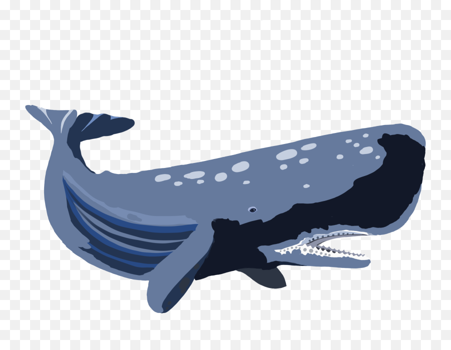 Whale U2014 Original Ordinary Png Blue