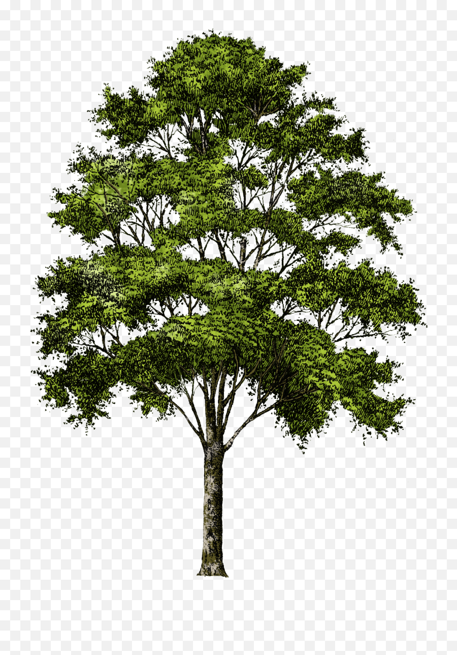 Png Trees Transparent Clipart - Trees Without Background Png,Forest Tree Png