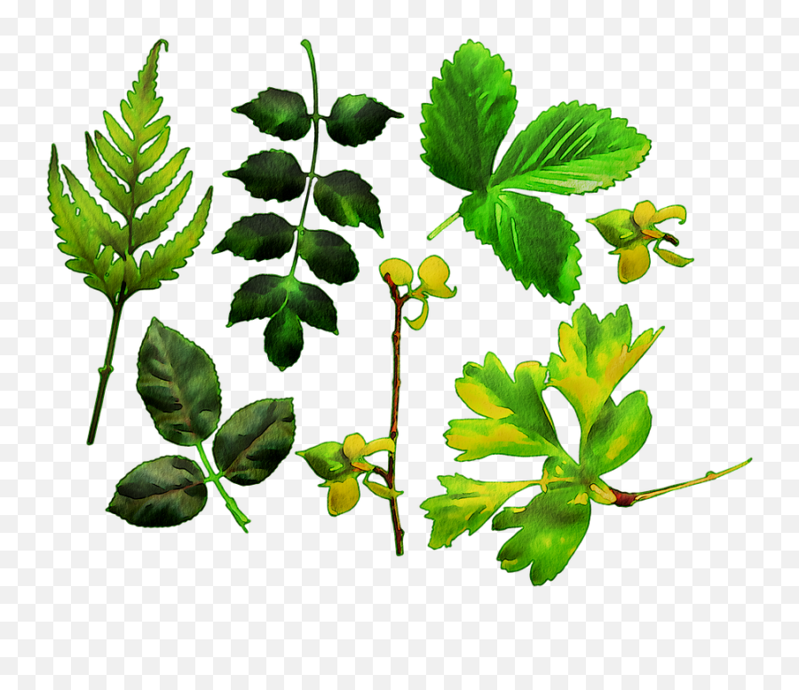 Watercolor Leaves Green Leaf - Maidenhair Fern Png,Watercolor Leaf Png