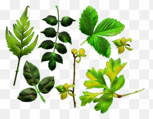 Watercolor Leaves Green Leaf - Maidenhair Fern png