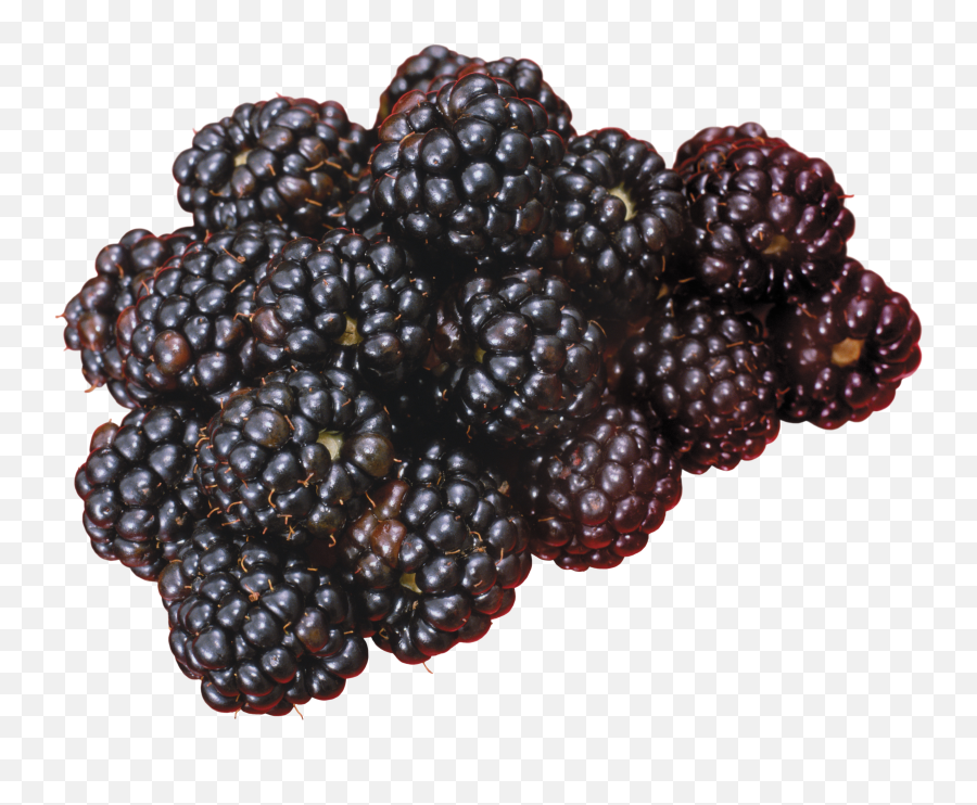 Blackberry Png Blackberries
