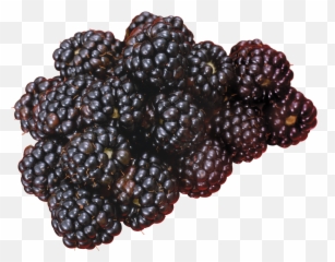 Blackberry Png Blackberries