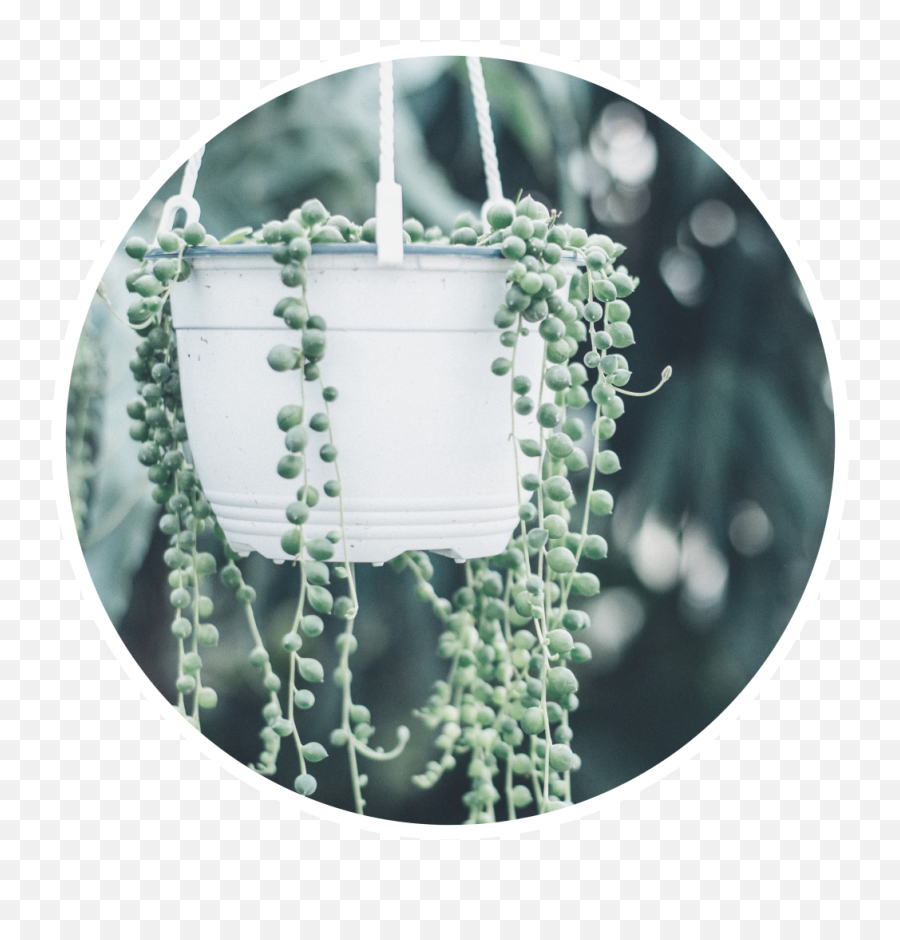 Top 10 Bathroom Plants - Prima Build Plant Pearl Of Strings Png,String Of Pearls Png