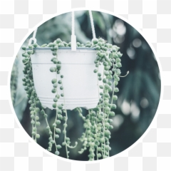 Top 10 Bathroom Plants - Prima Build Plant Pearl Of Strings png