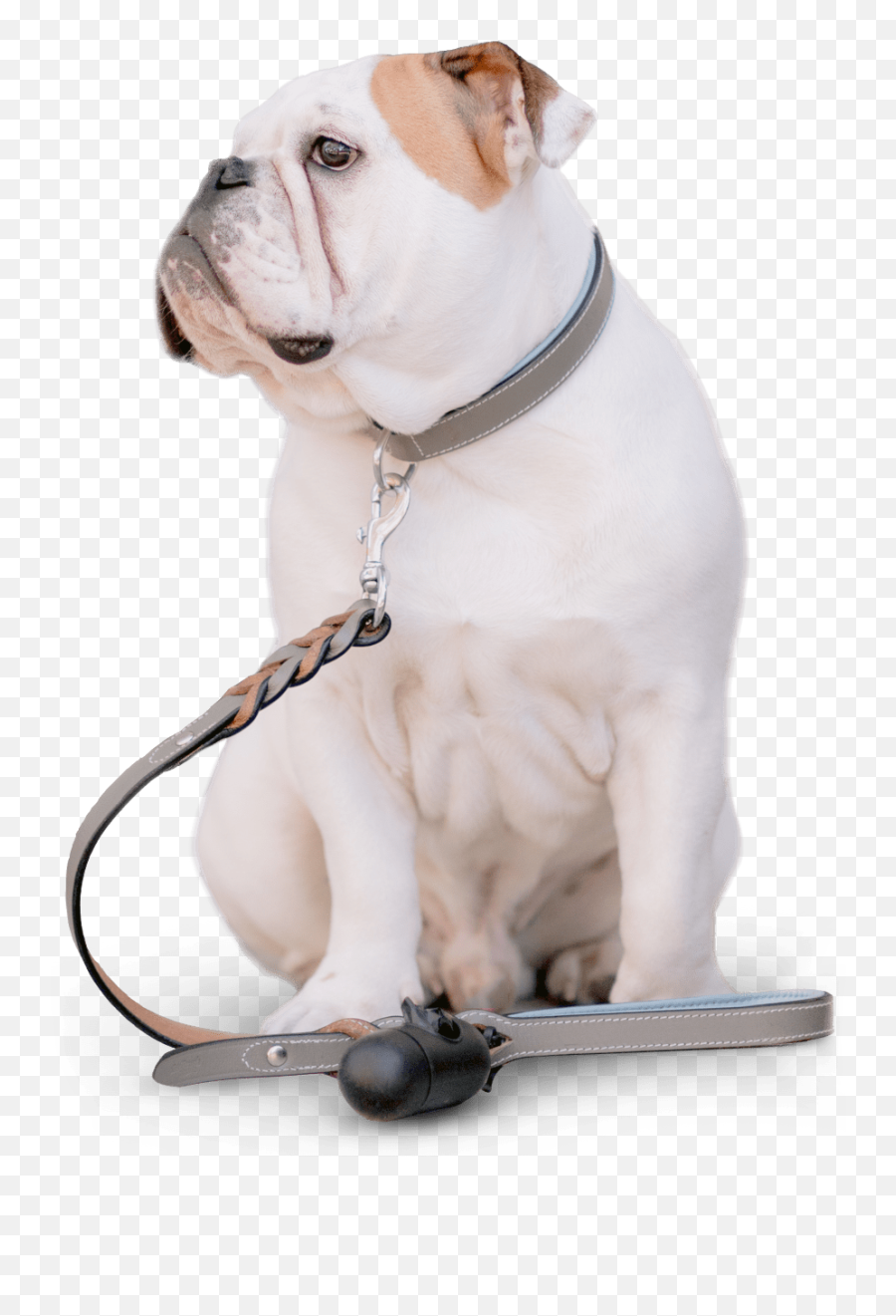 Urbanpawsdccom Just Another Wordpress Site - Romiley Veterinary Clinic Png,Dog Sitting Png