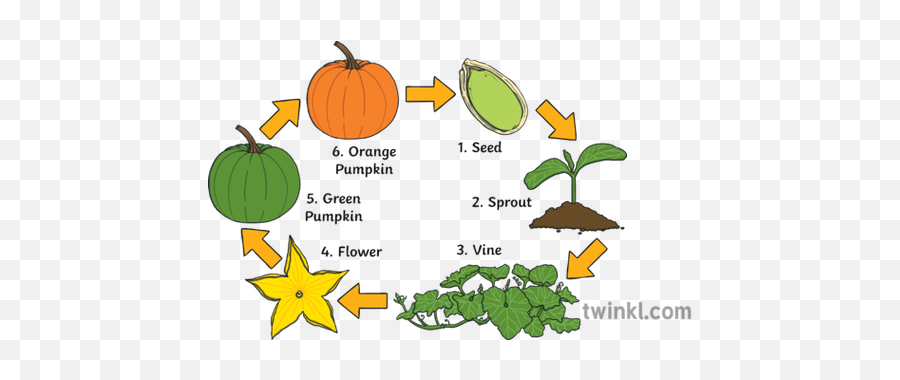 Pumpkin Life Cycle With Labels Illustration - Twinkl Superfood Png,Calabaza Png