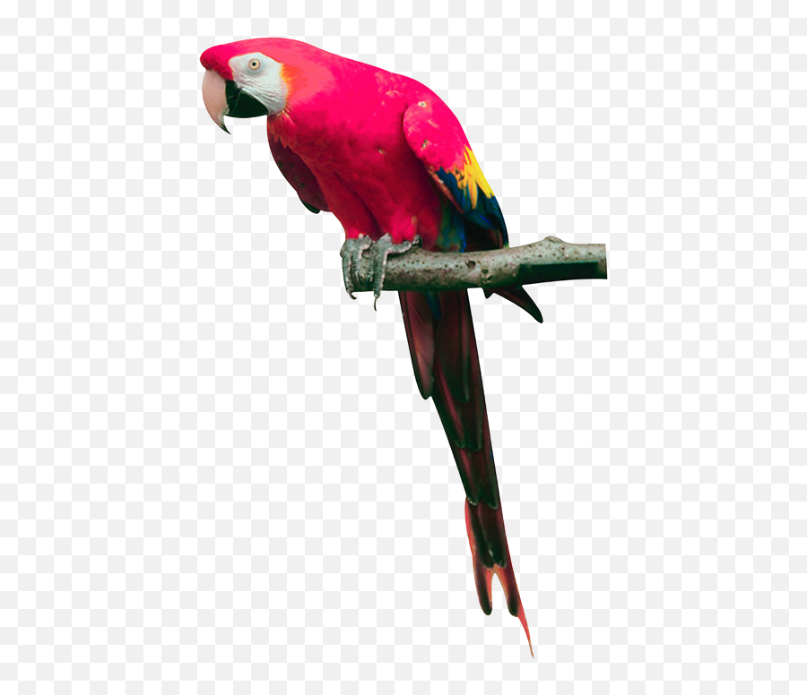 Parrot Png Images Free Pictures Download - Pink Parrot Png,Bard Png