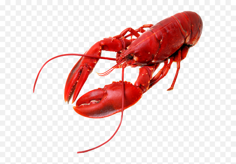 Karvico - Lobster Albertsons Png,Red Lobster Icon