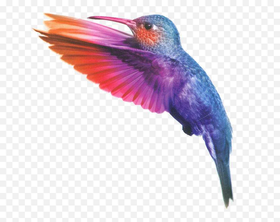 Watercolor Bird Png Picture - Transparent Watercolour Birds Png,Humming Bird Png