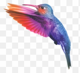 Watercolor Bird Png Picture - Transparent Watercolour Birds
