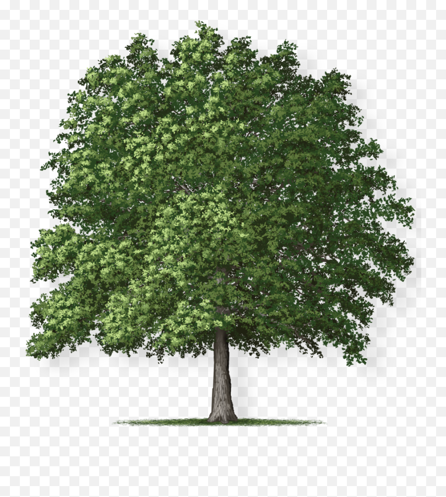 Overcup Oak Tree Montgomery - Overcup Oak Tree Png,Tree Canopy Png