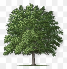 Overcup Oak Tree Montgomery - Overcup Oak Tree Png,Tree Canopy Png