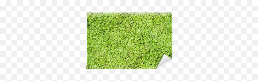 Moss Wall Mural U2022 Pixers - We Live To Change Lawn Png,Moss Png