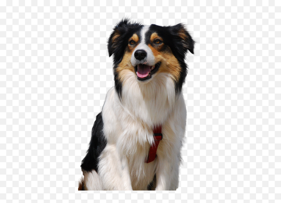 Welsh Collie Dog Breed Ukpets - Northern Breed Group Png,Icon Border Collies