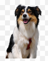 Welsh Collie Dog Breed Ukpets - Northern Group png