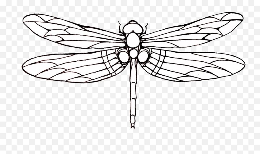 Dragonfly Tattoos Png - Dragonfly Drawing,Dragonfly Png