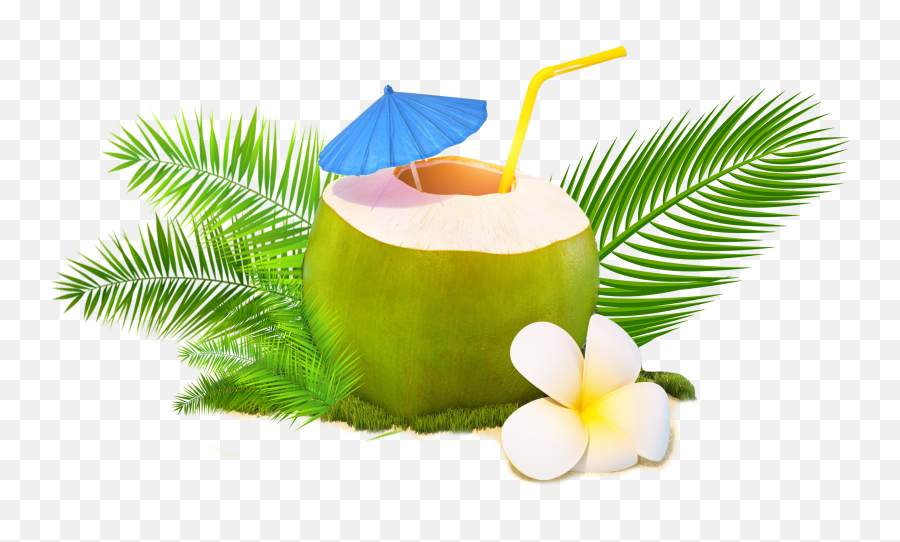 Trendy Coconut - Fresh Tender Coconut Png,Coconut Png