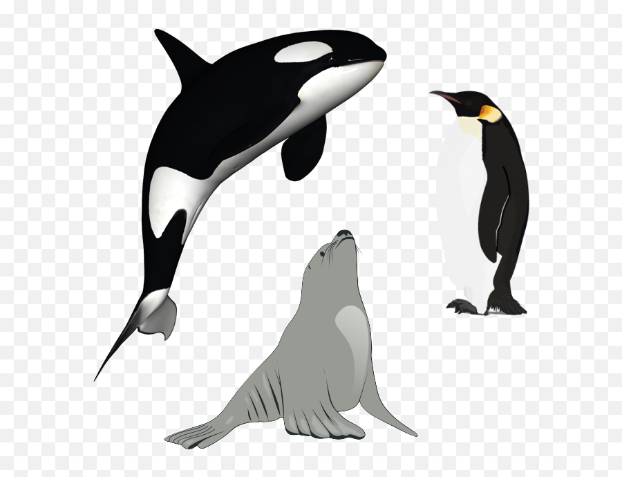 Killer - Whaledownloadpng Polrec Orca With White Background,Killer Png