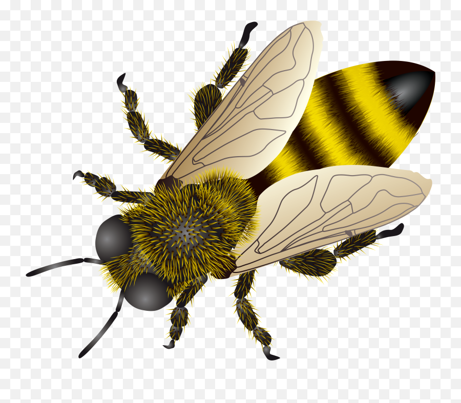 Bee Background Transparent - Clip Art Transparent Background Honey Bees Png,Bee Transparent Background