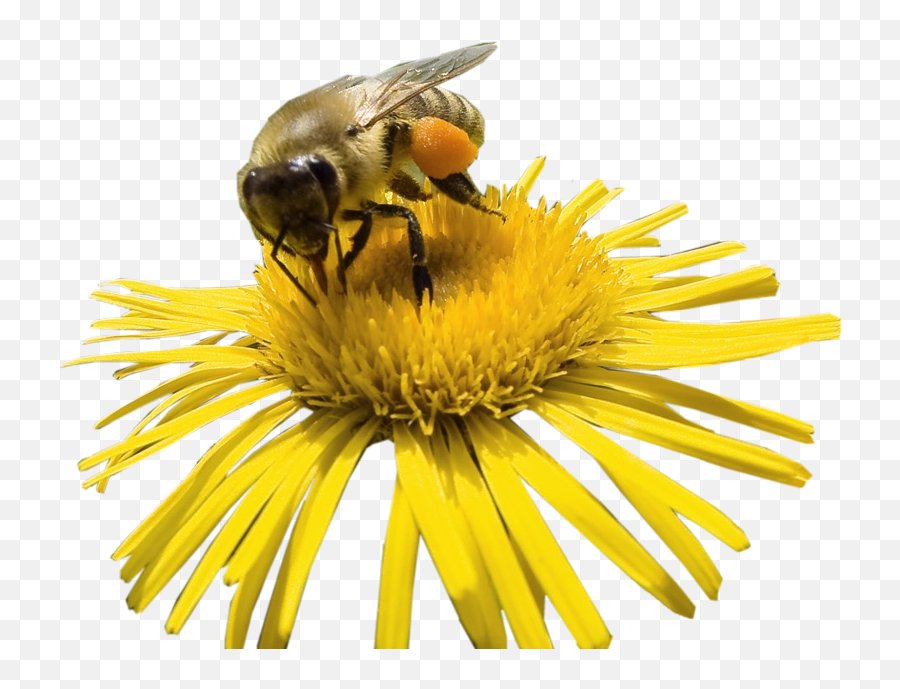 Honey Bee - Bee On Flower Clipart Png,Bees Png
