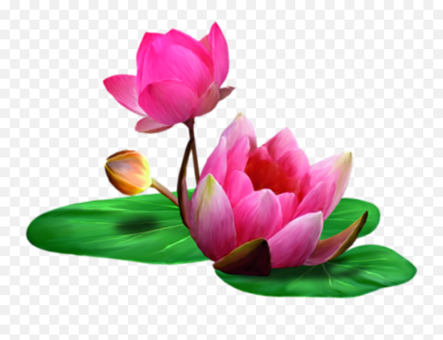 Clip Art - Lotus Flower Png Transparent,Lotus Png