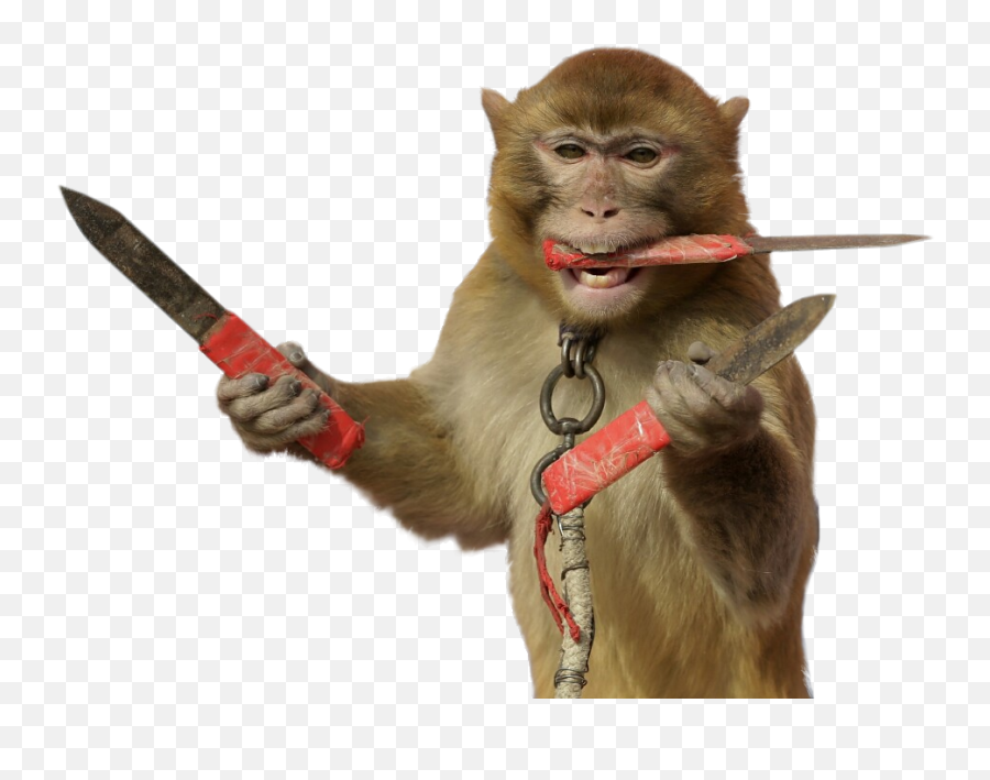 Monkey With Knives Meme Generator - Imgflip Most Bizarre Png,Knife Cat Meme Transparent