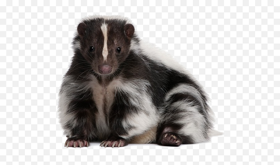 Skunk Download Transparent Png Image - Skunk Transparent Background,Skunk Png