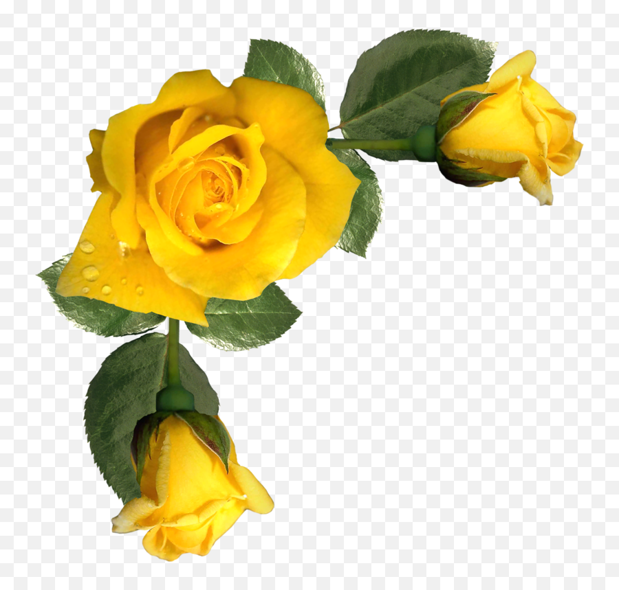 K - Yellow Rose Png Frame Clipart Full Size Yellow Rose Border Png,Yellow Rose Transparent