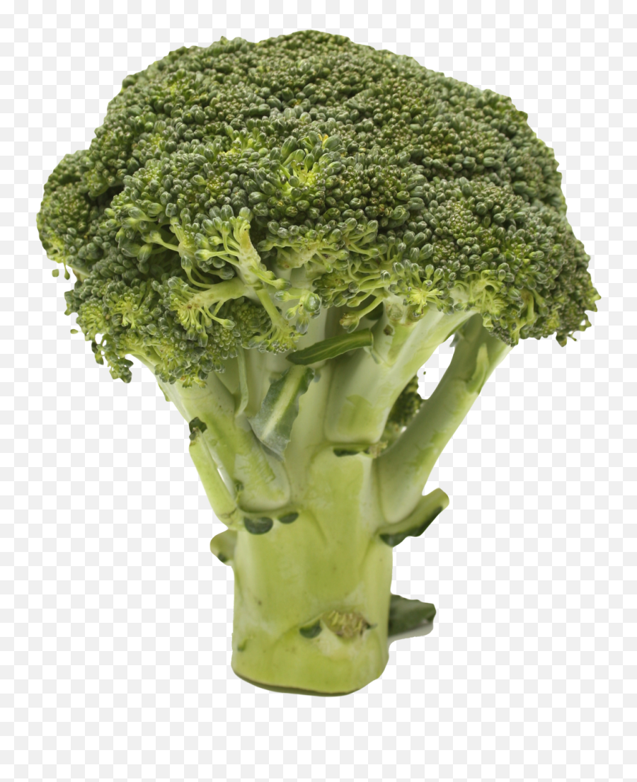 Broccoli Png Transparent Images Free - Broccoli With No Background,Brocolli Png