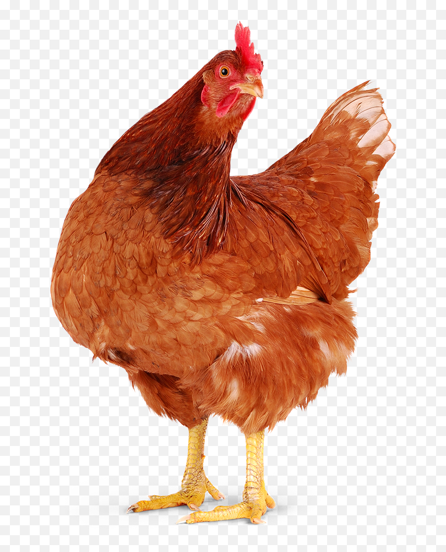 Red Chicken Png U0026 Free Chickenpng Transparent Images - Chicken Png,Hen Png