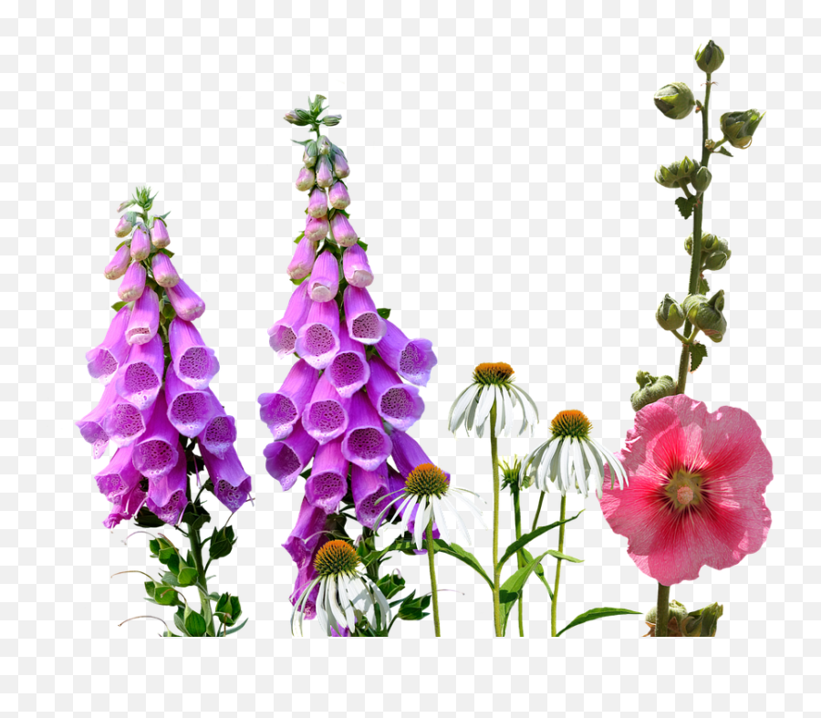 Hollyhocks Png Images - Free Png Library Wild Flowers Transparent,Flower With Transparent Background
