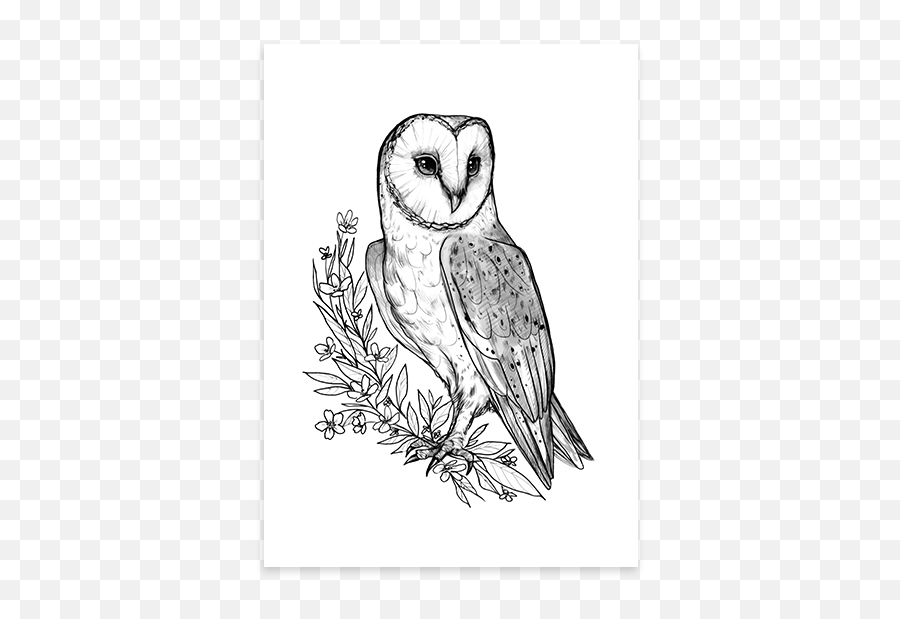 Barn Owl - Poster Sketch Png,Barn Owl Png