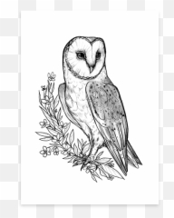 Barn Owl - Poster Sketch Png,Barn Owl Png