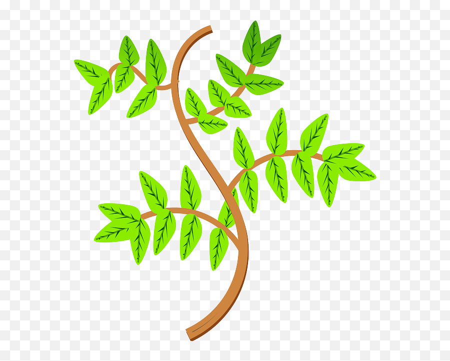 Leaves Branch Leaf - Free Vector Graphic On Pixabay Branches Clipart Png,Eucalyptus Leaves Png
