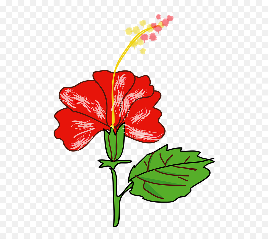 Hibiscus Flower Red - Free Vector Graphic On Pixabay Gumamela Clipart Png,Hibiscus Flower Png