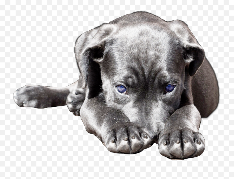 Dog - Dog Png,Cute Puppy Png