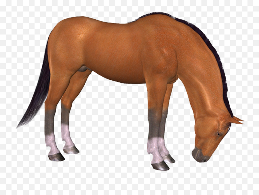 Download Hd Png Horse - Png,Horse Png