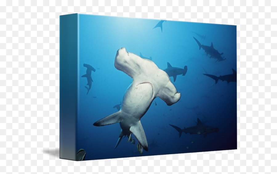 Hammerhead Shark - Requiem Shark Png,Hammerhead Shark Png