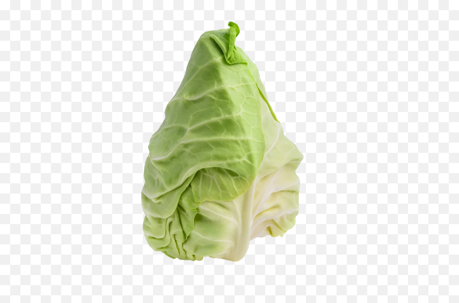 Download Pointed Cabbage - Pointed White Cabbage Png Image Cabbage,Cabbage Transparent Background
