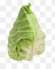 Download Pointed Cabbage - White PNG Image