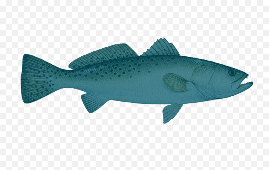 Speckled Trout Hd Png Download - Fish,Trout Png
