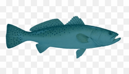 Speckled Trout Hd Png Download - Fish,Trout Png