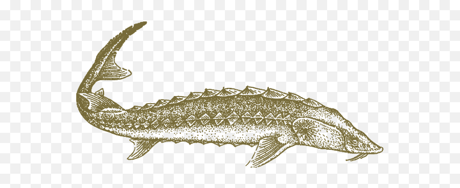 Musawi Caviar - Caviar Fish Png,Caviar Png Musawi Caviar - Caviar Fish Png,Caviar Png
