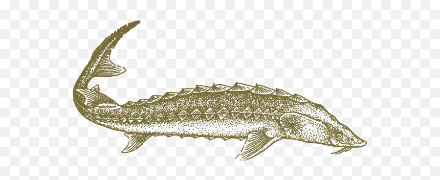 Musawi Caviar - Caviar Fish Png,Caviar Png