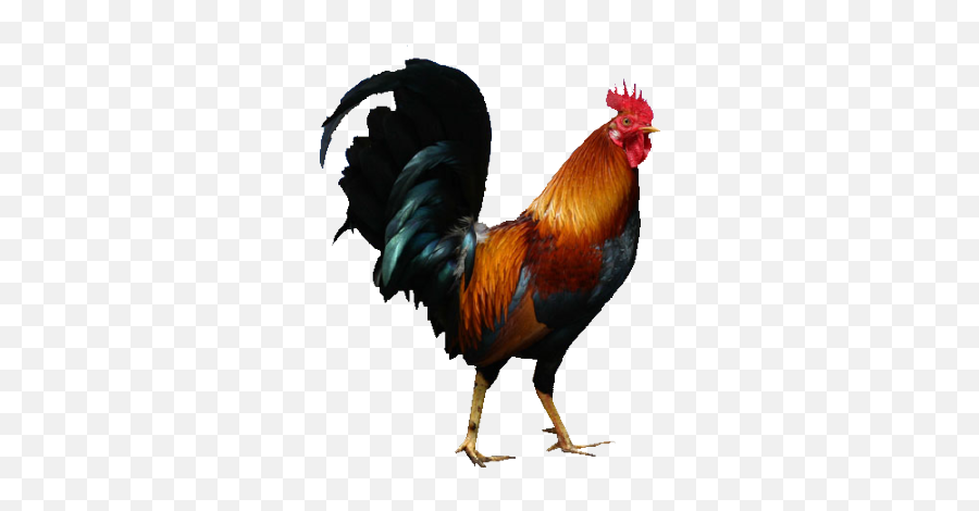 Cock Png Rooster